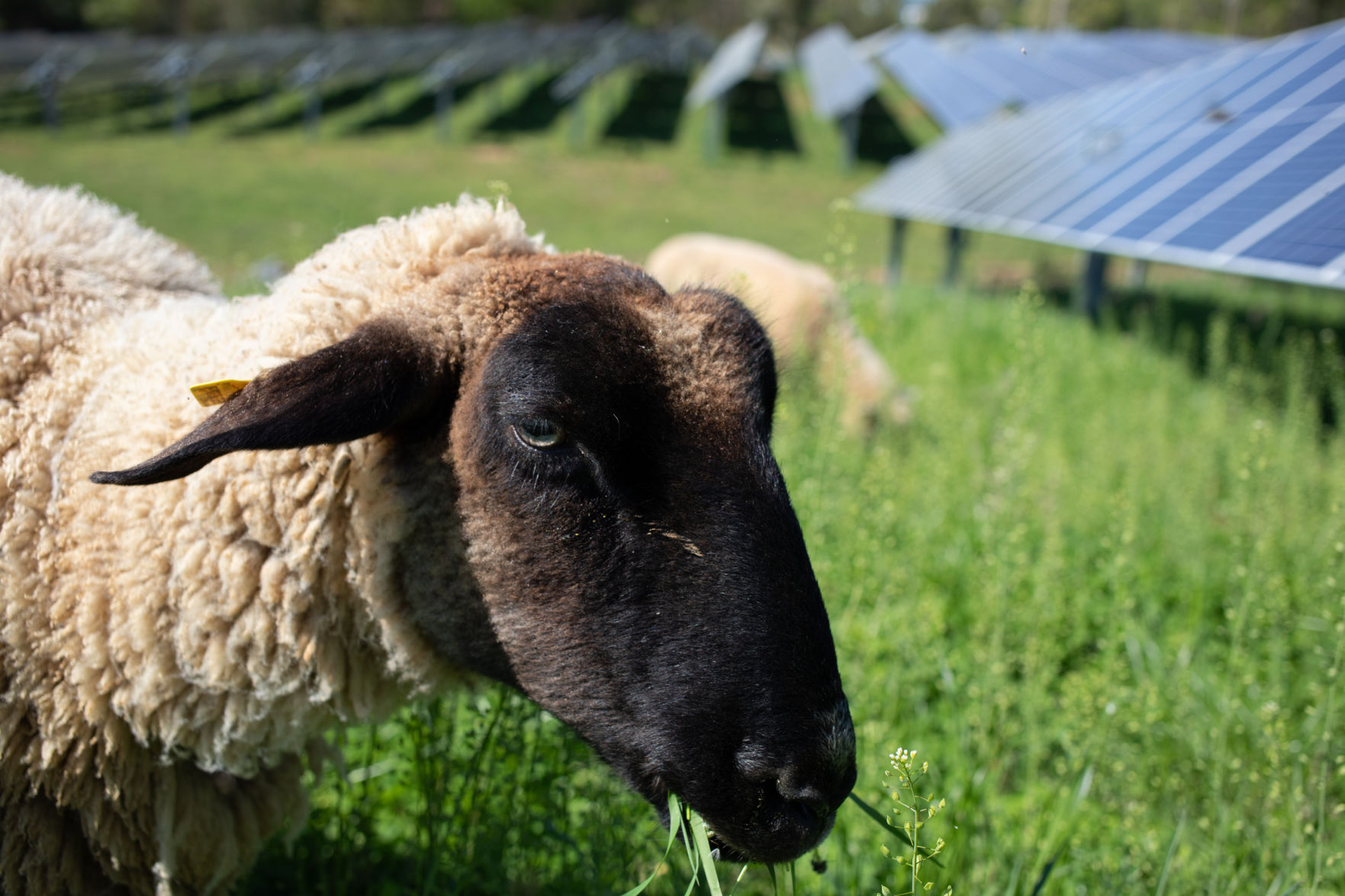 Sheep Farm_20.jpg